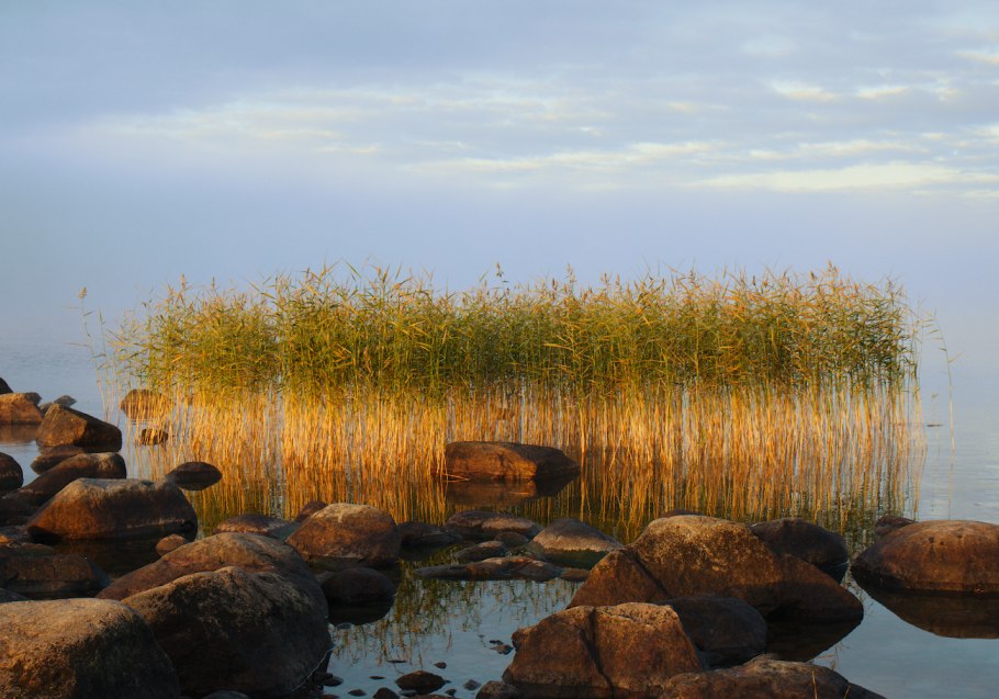 Тростник на озере Онежское