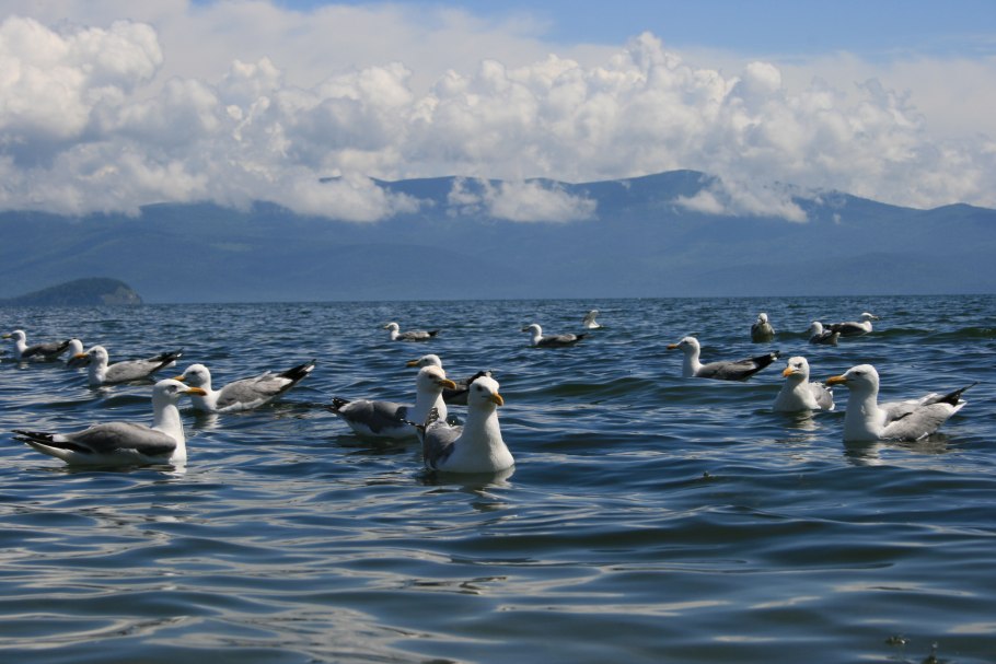 Чайки в Чивыркуйском заливе