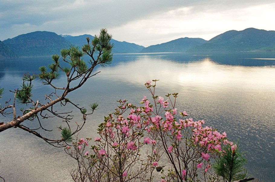 Флора Телецкого озера