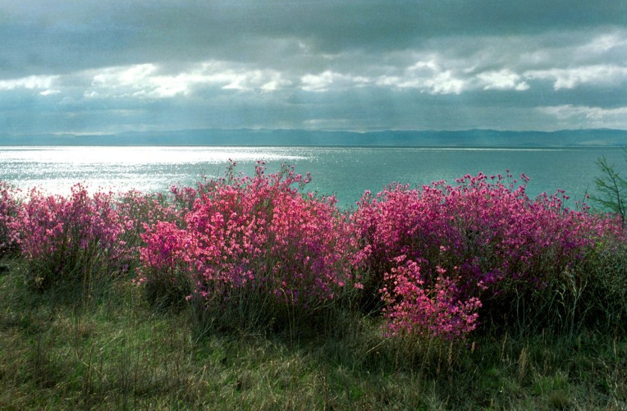 Багульник на Байкале