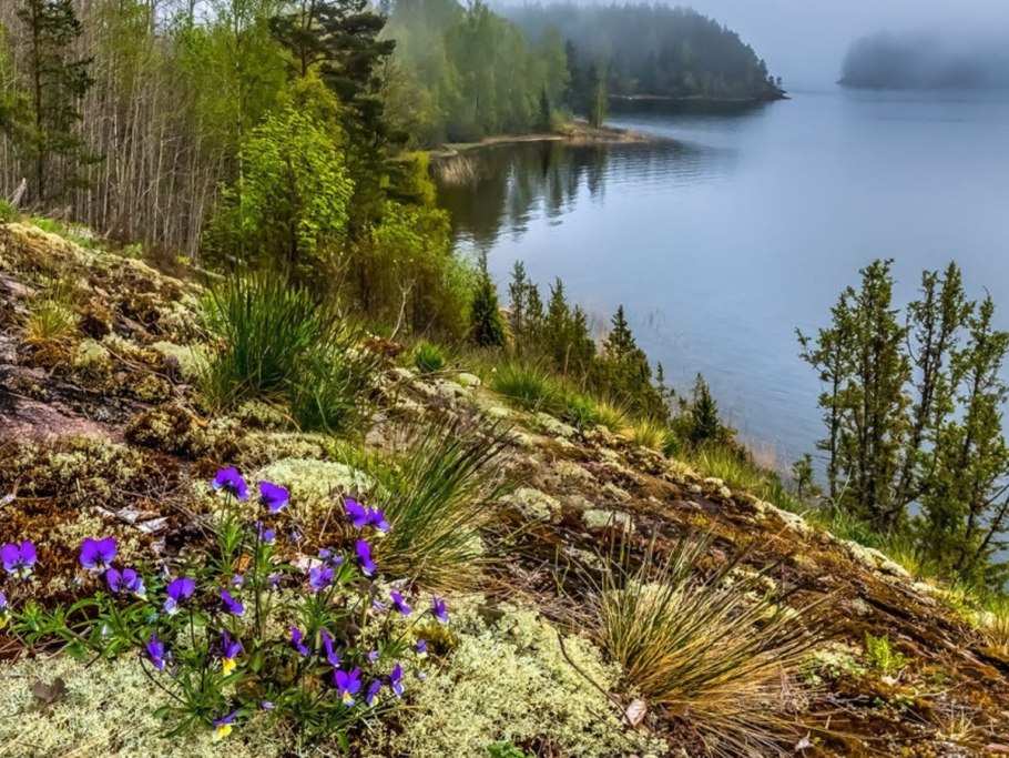Растительный мир Ладожского озера