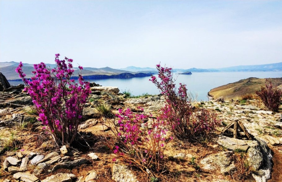 Рододендрон Даурский эндемик Байкала