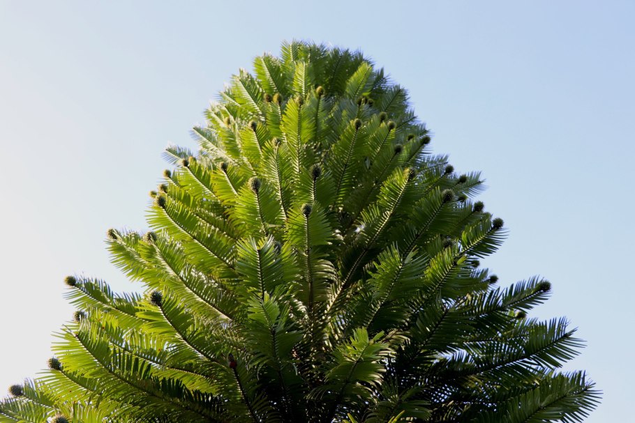 Воллемия Нобилис