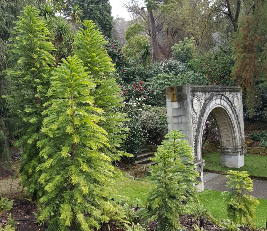 Воллемия благородная