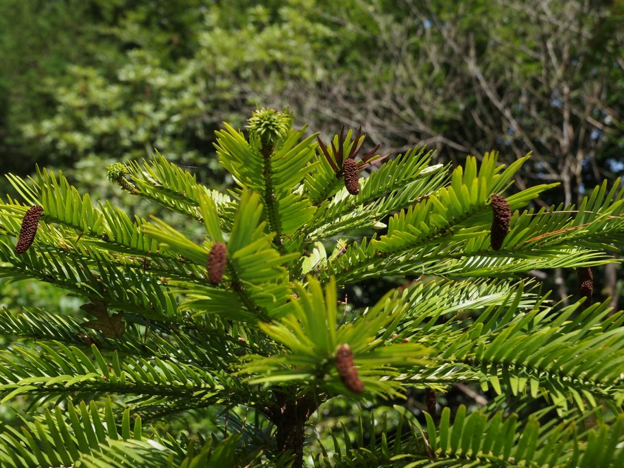 Воллемия дерево