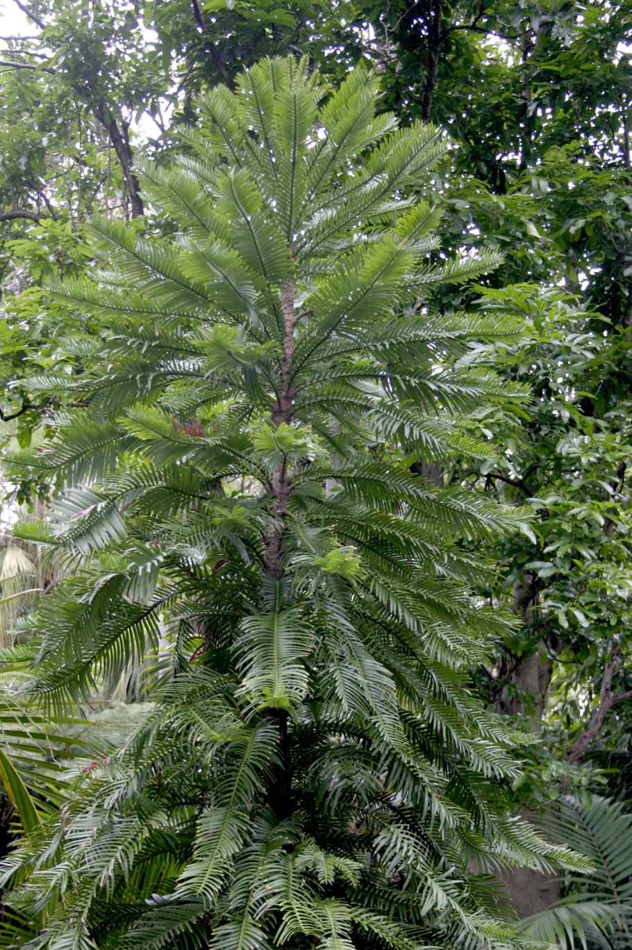 Сосна Воллеми