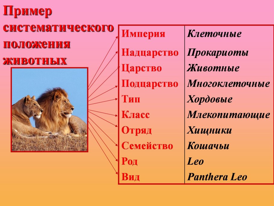 Систематика растений и животных 5 класс биология