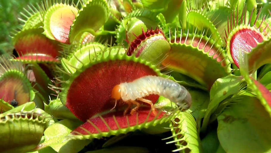 Nepenthes villosa