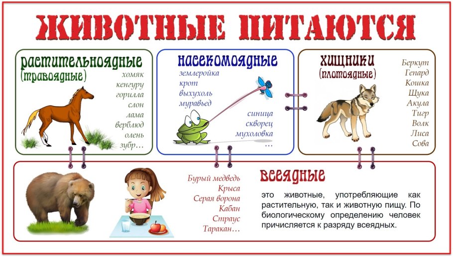 Венерина мухоловка паук