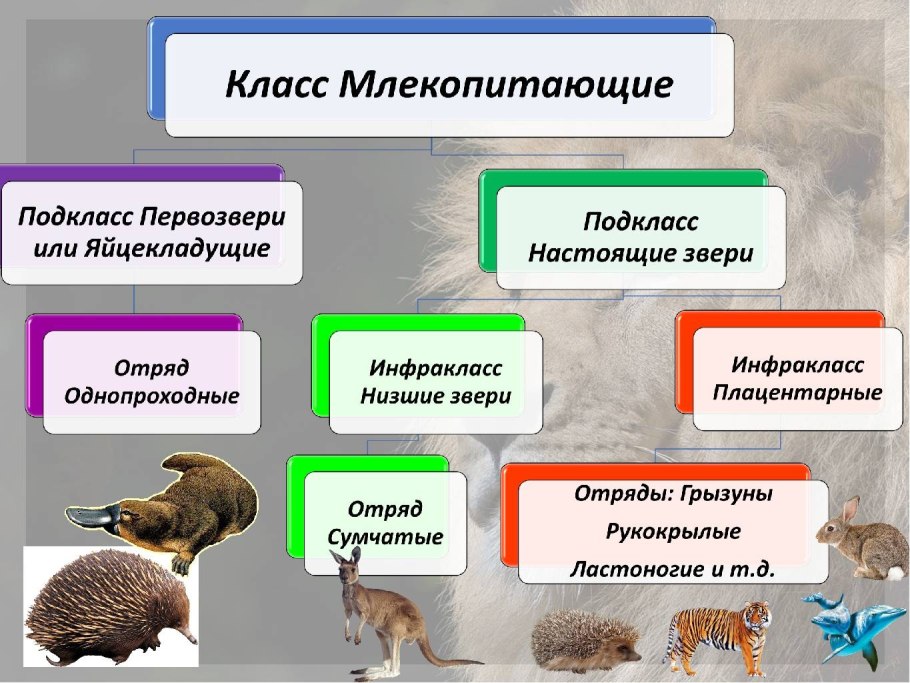 Способы питания животных