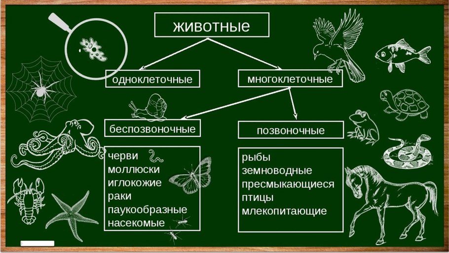 Венерина мухоловка