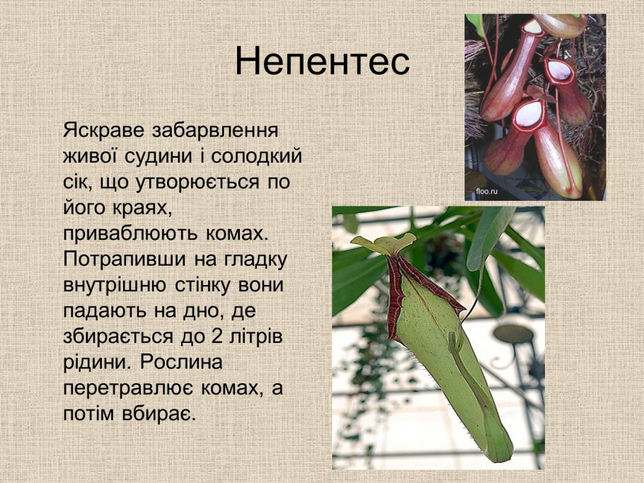 Доклад по биологии 6 класс на тему растения хищники