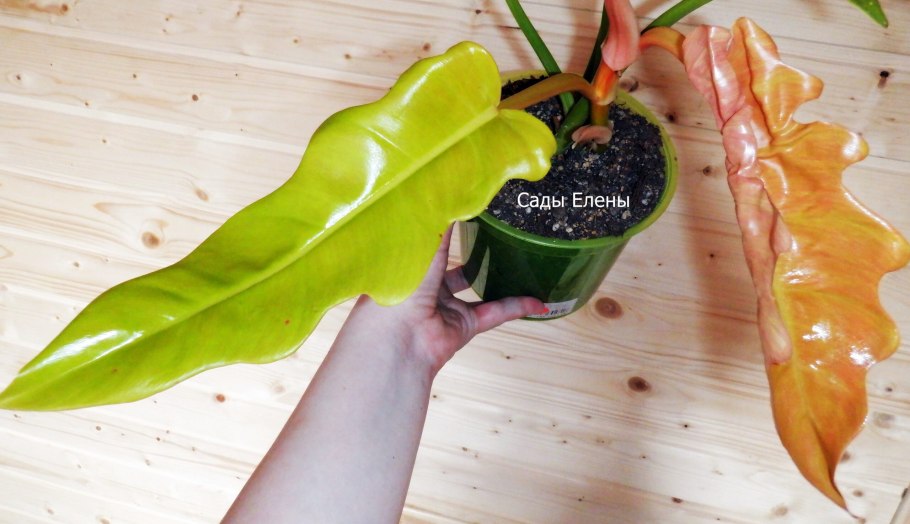 Филодендрон Голд дракон фото