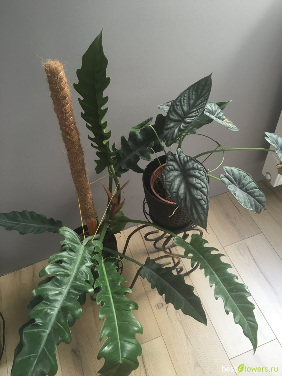 Флораденжрон Джангл бугои