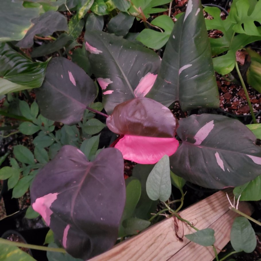 Филодендрон бургунди принцесс