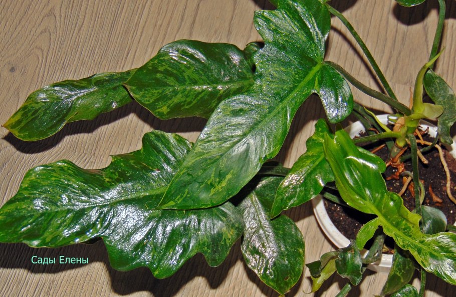 Филодендрон лайм фидл