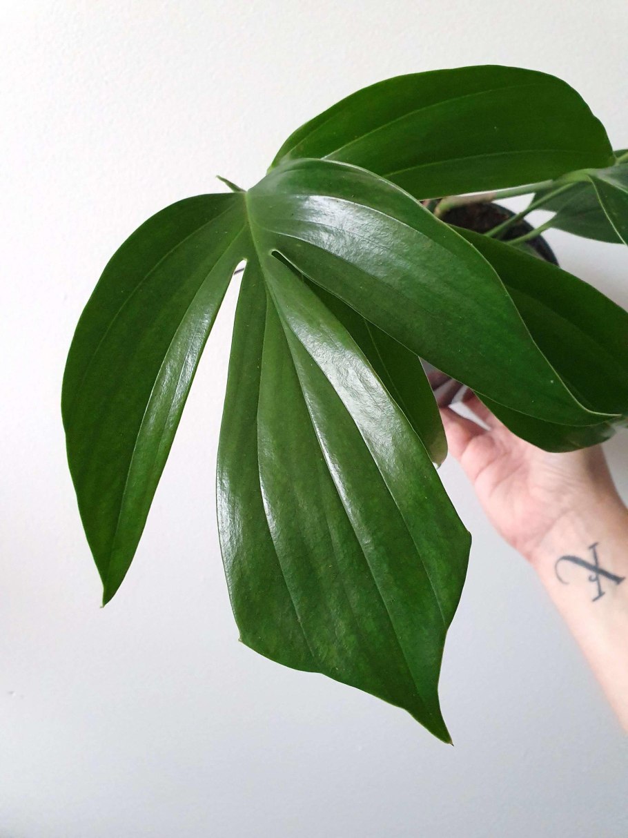 Эпипремнум драгон Тейл