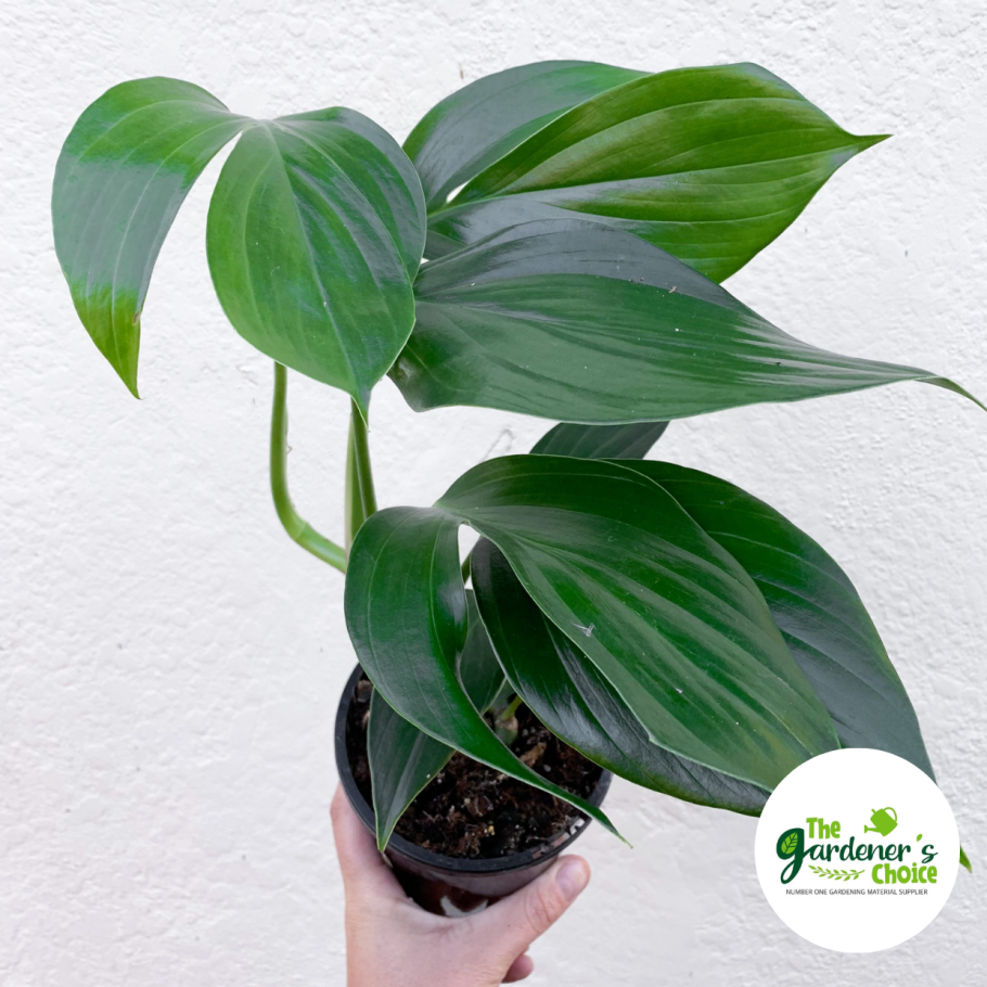 Эпипремнум пиннатум