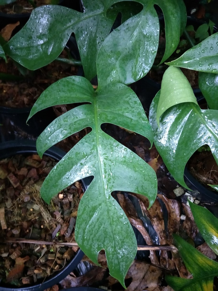 Эпипремнум скелетон