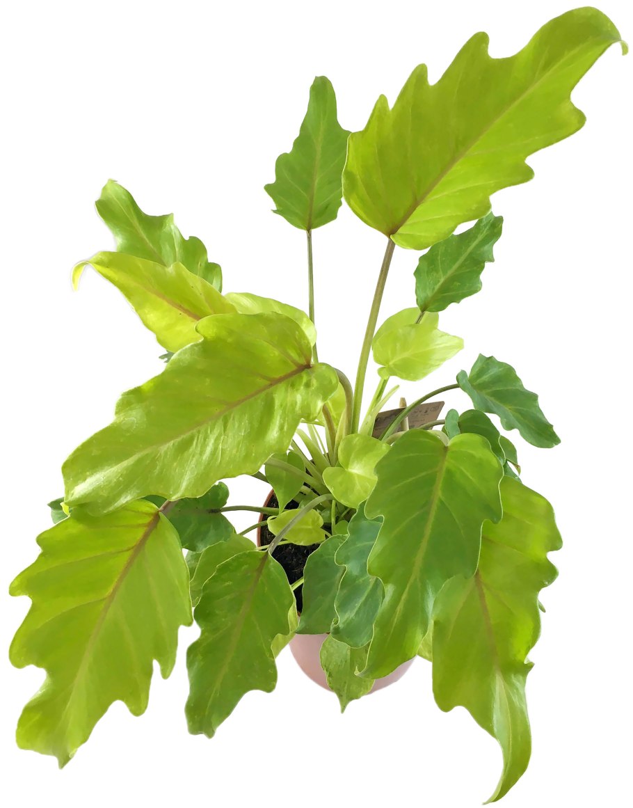 Филодендрон Голден Ксанаду