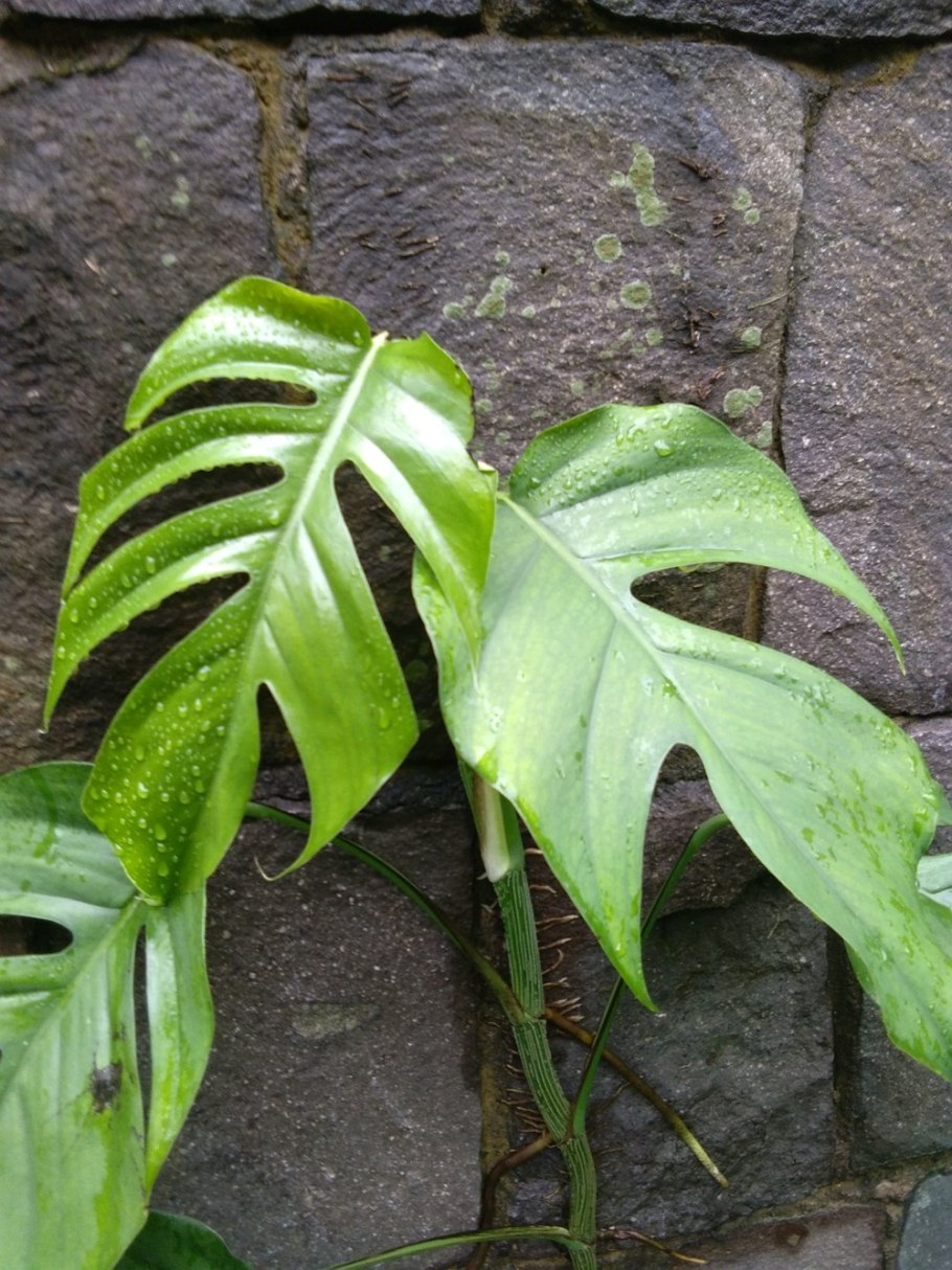 Филодендрон Нарроу Эскейп