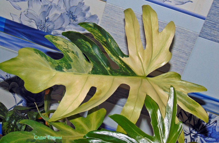 Филодендрон т31 радиатум