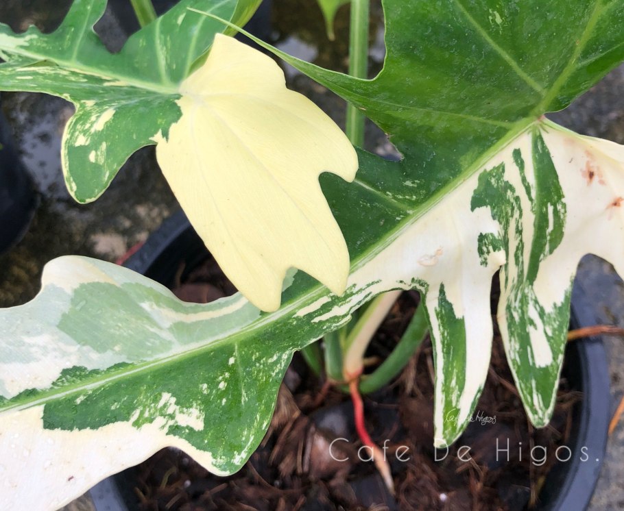 Филодендрон Голден дракон Golden Dragon