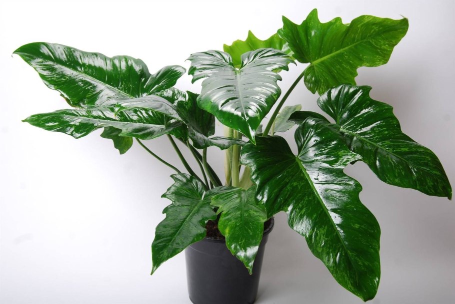 Филодендрон радитофора