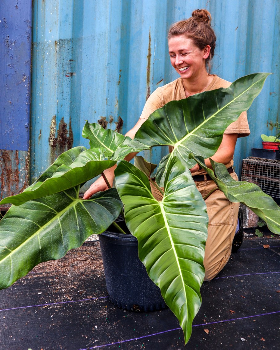 Филодендрон Ксанаду