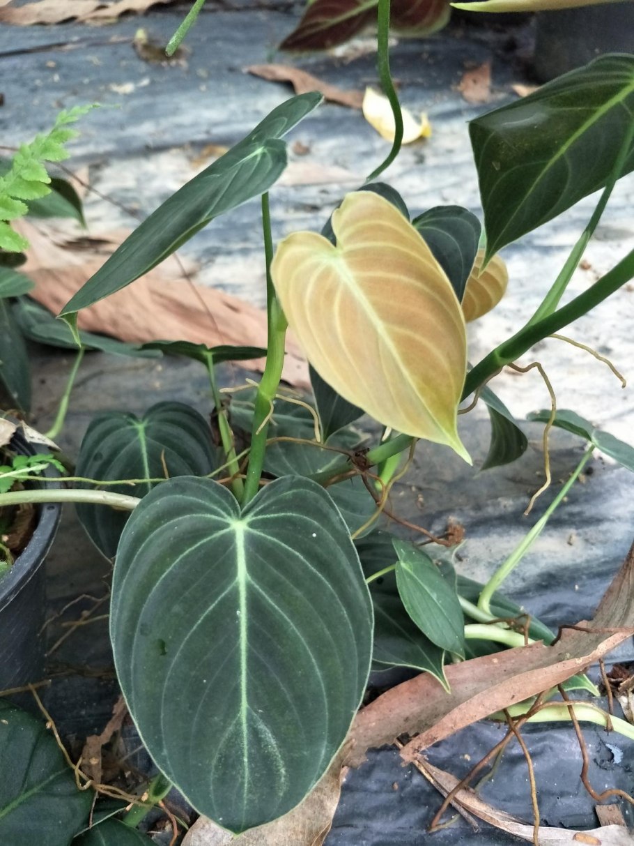 Филодендрон Конго Грин