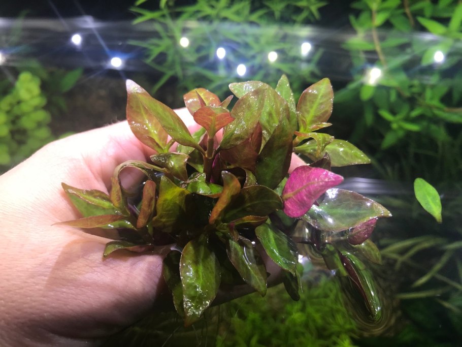 Людвигия бревипес