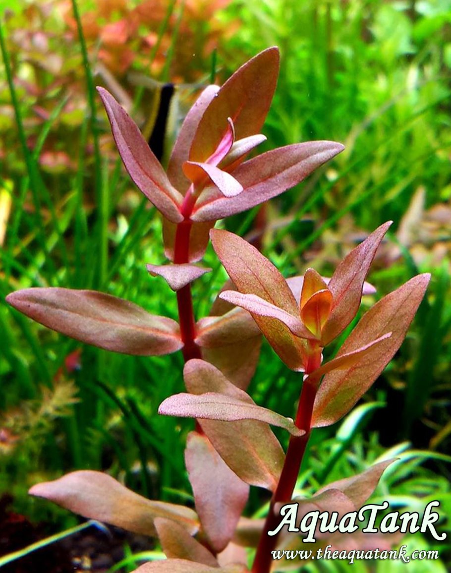 Аммания бонсай (Ammania SP.«Bonsai»)