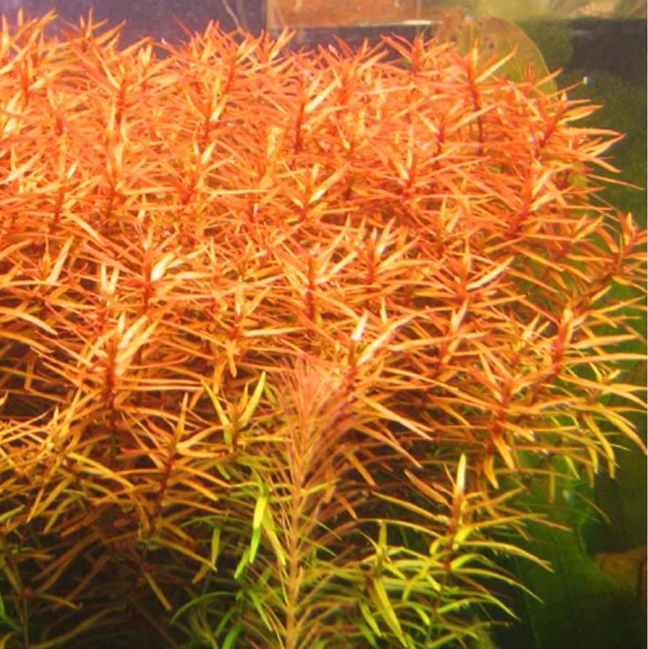 Линдерния индийская