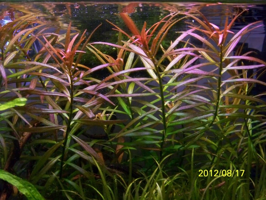 Ротала бонсай