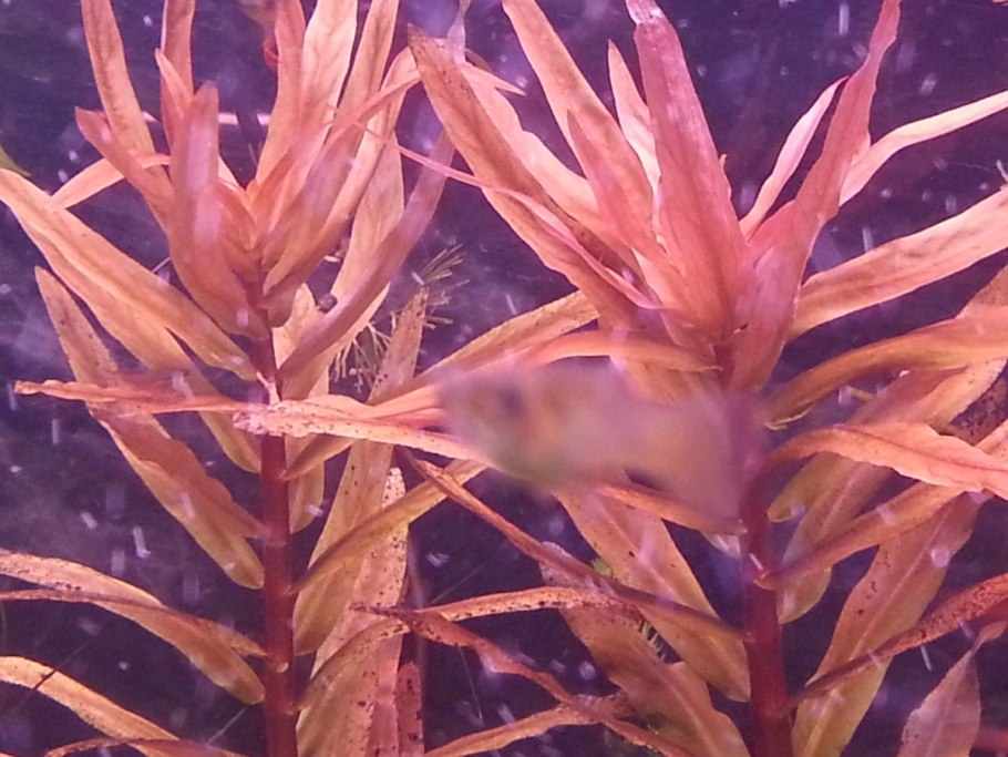 Бликса альтернифолия