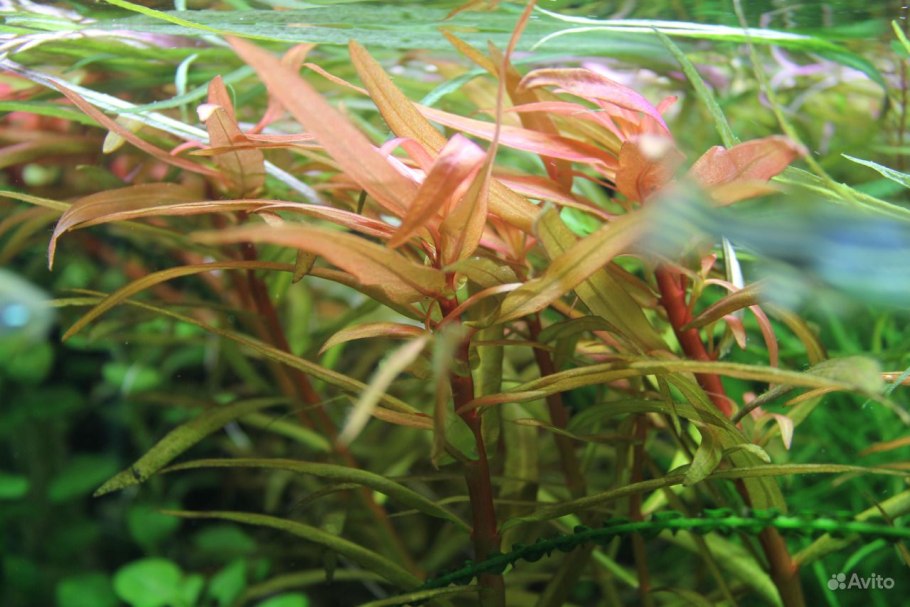 Погостемон Октопус прополка