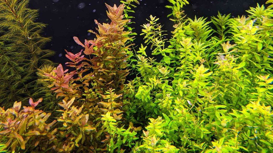 Незея педицелата