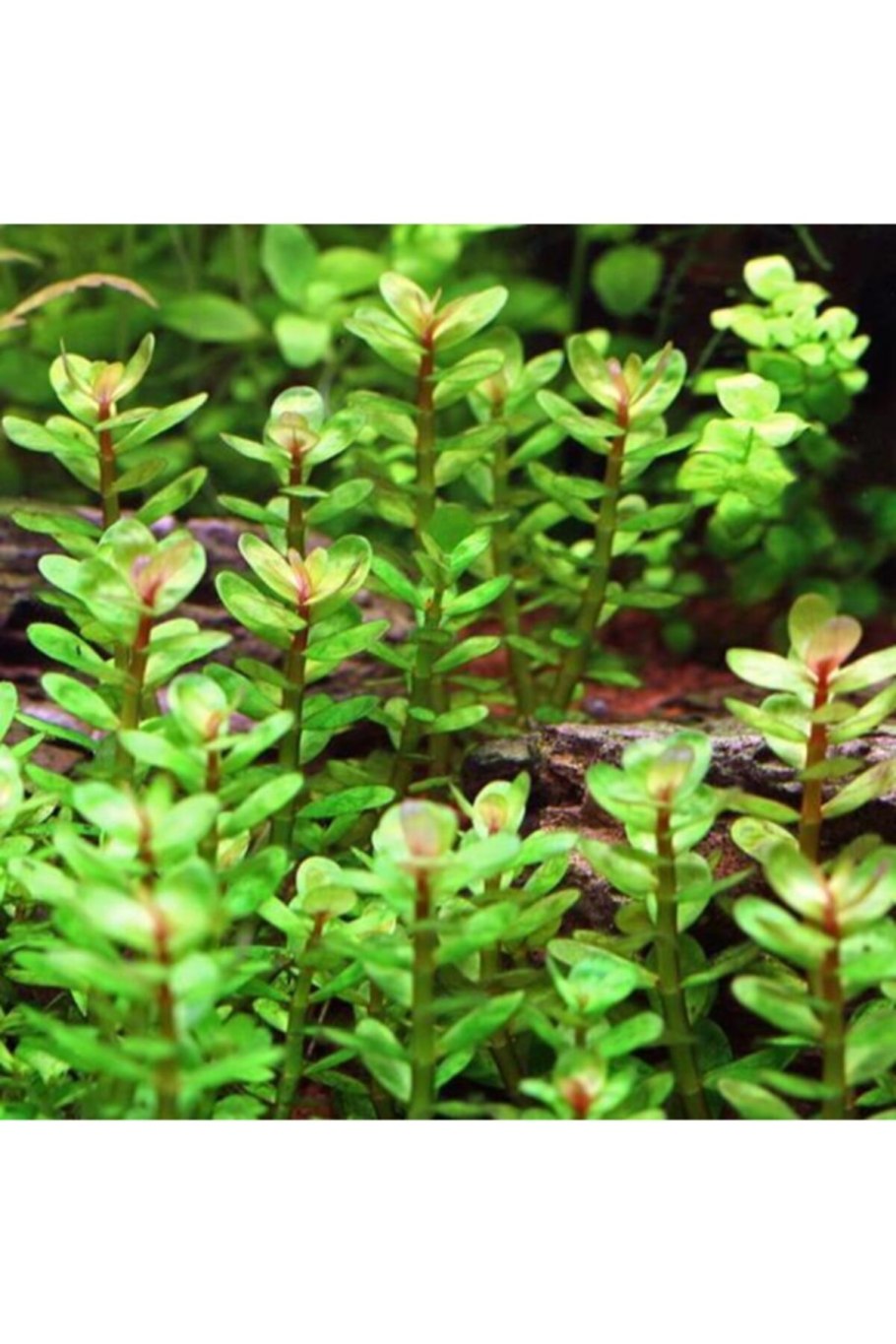 Людвигия Мехико аквариумное