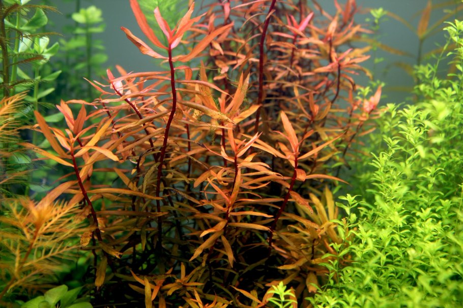 Незея Голден