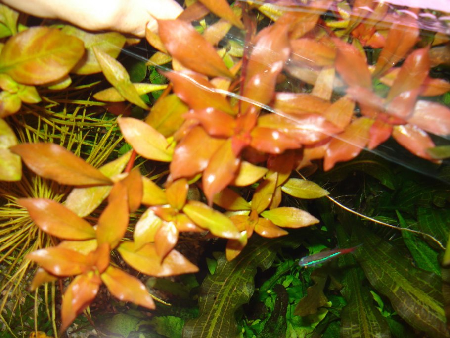 Людвигия Розе (Ludwigia SP. Rose)