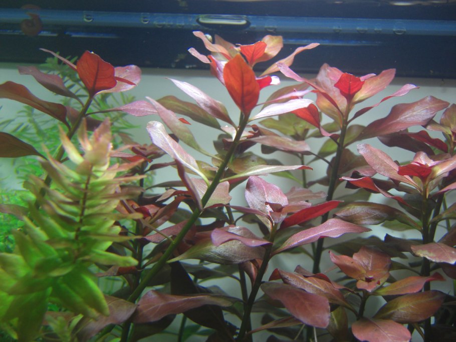 Ротала Мьянмар