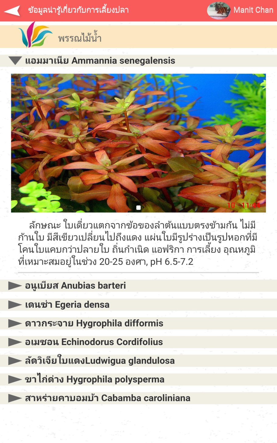 Людвигия перуенсис Бриллиантовая