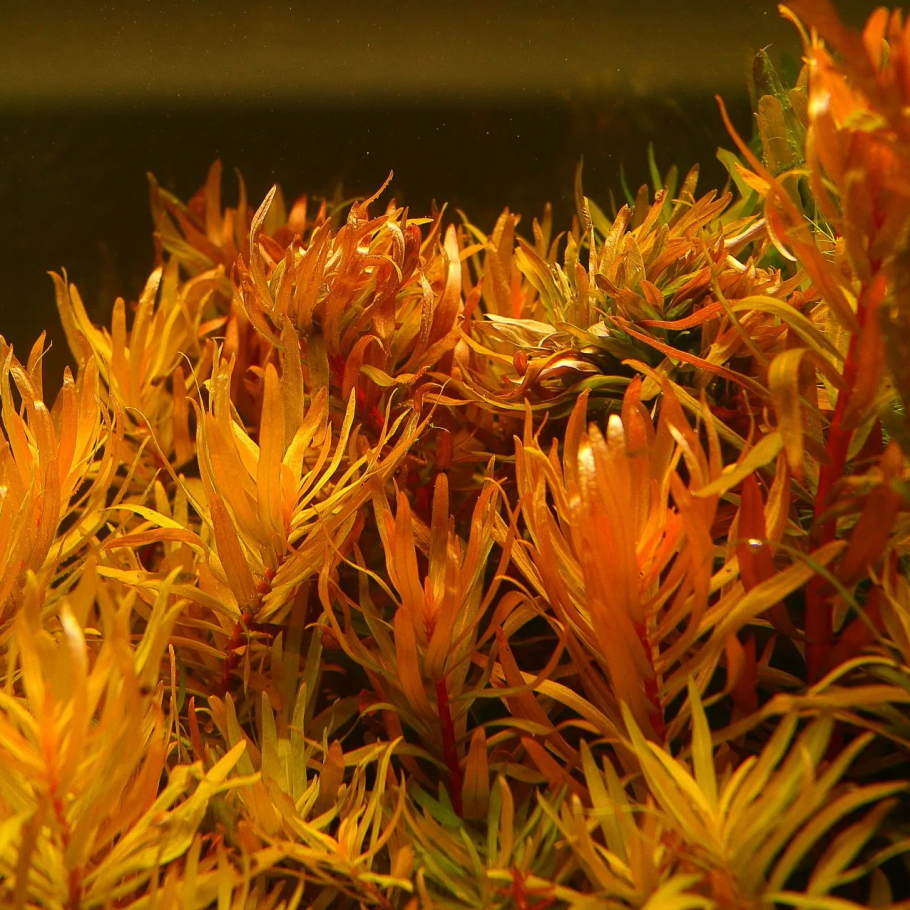 Людвигия бревипес