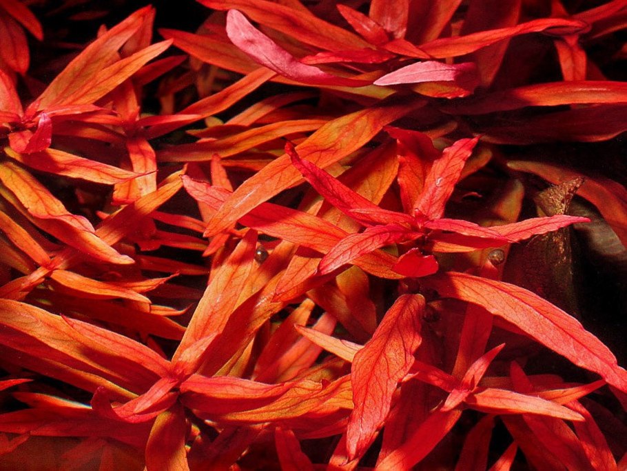 Ротала Гояс (Rotala mexicana Goias