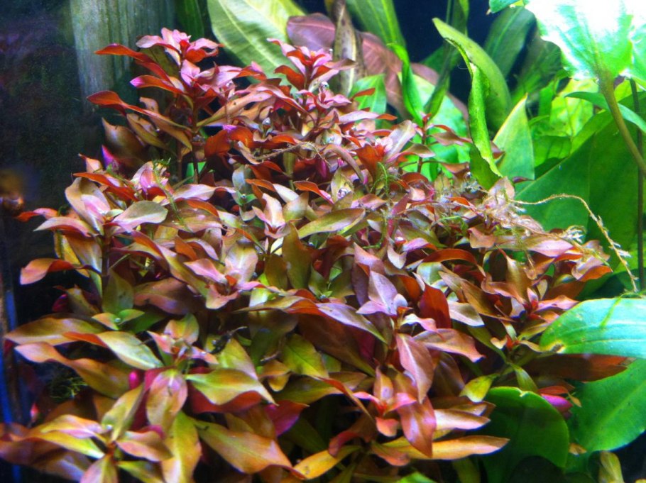 Аммания бонсай (меристемная)