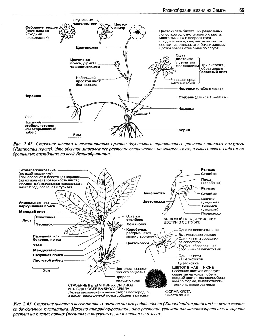 Основные признаки семейства Розоцветные