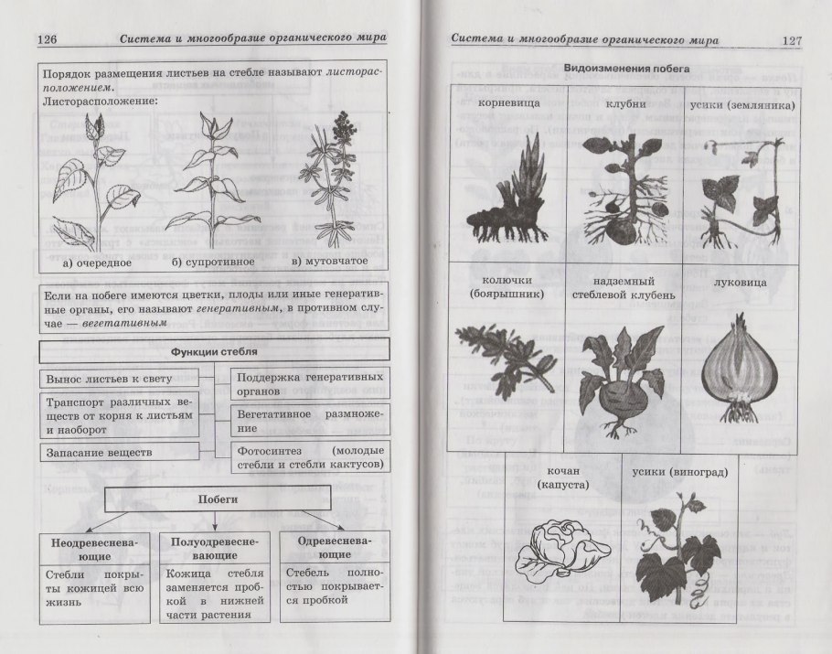 Строение цветка томата опыление