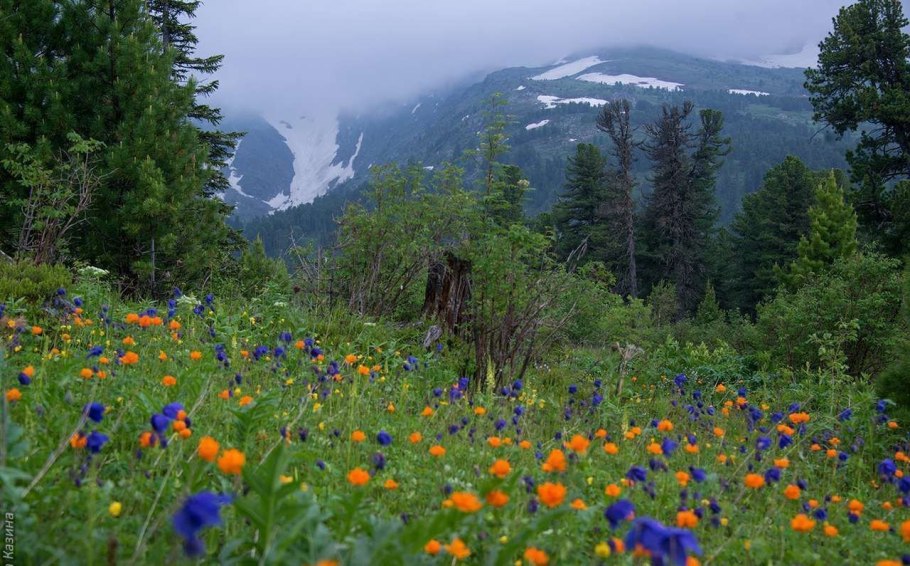 Жарки цветы