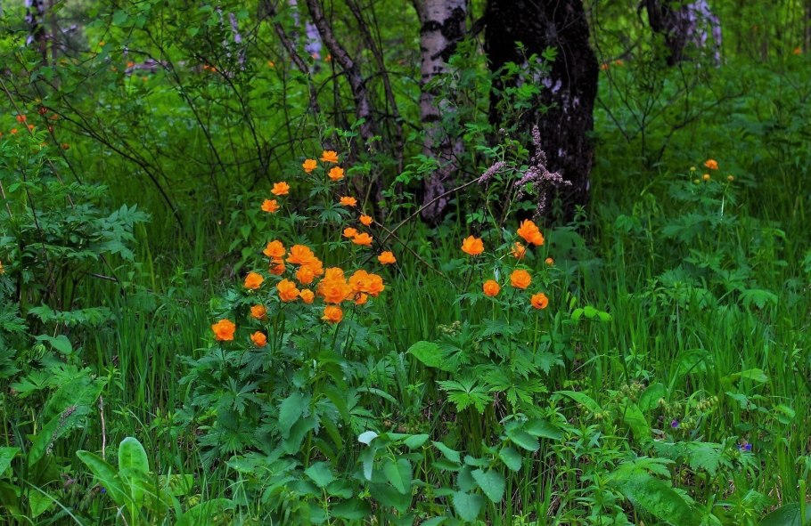 Купальница Сибирская в лесу и огонек Тогучина