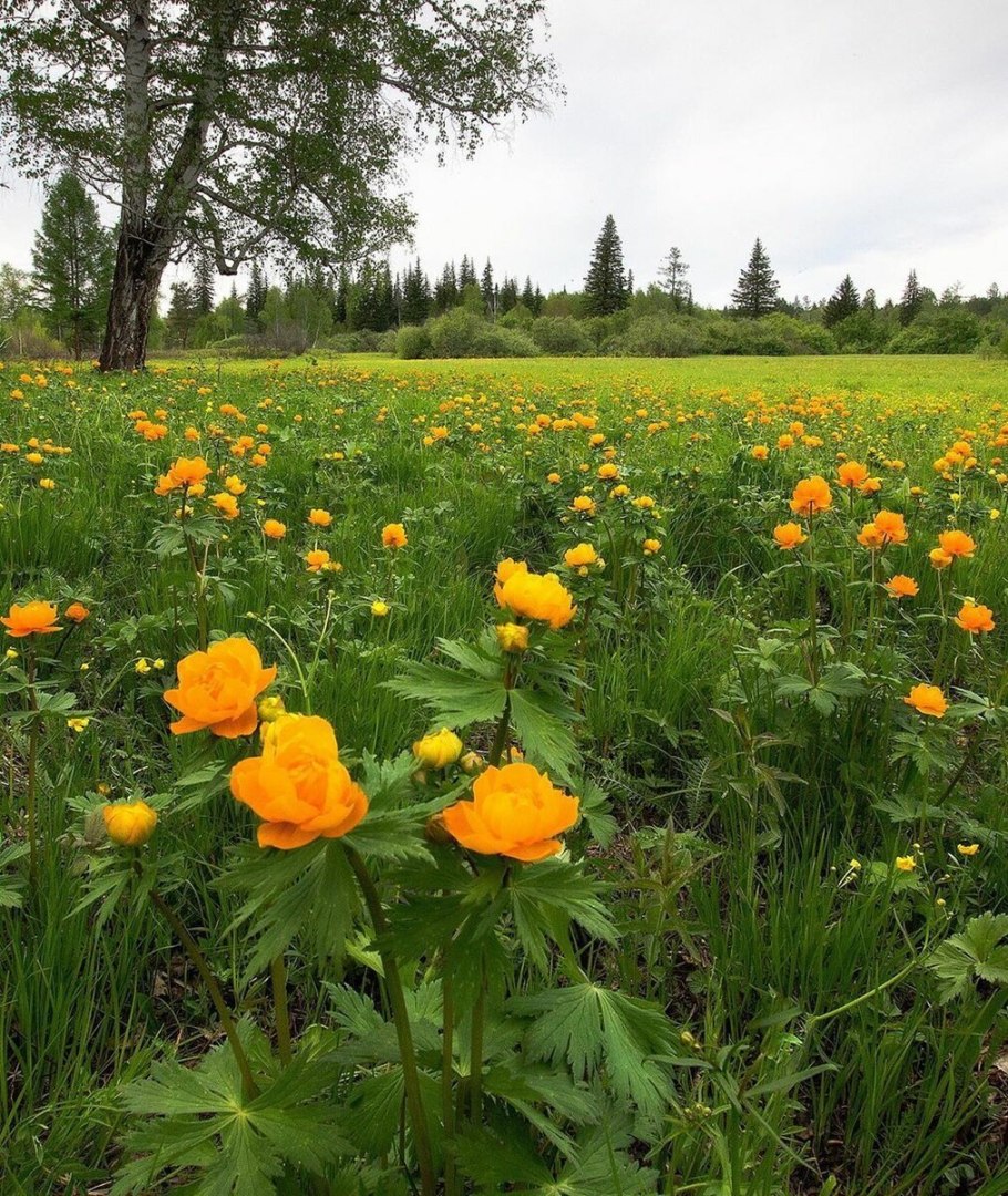 Пролеска Сибирская
